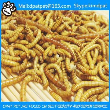 High Protein Mealworm